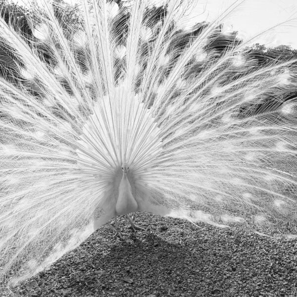 PAON BLANC – Image 4