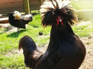 HOLLANDAISE NOIRE A HUPPE BLANCHE