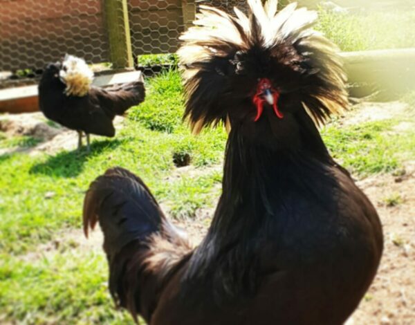 HOLLANDAISE NOIRE A HUPPE BLANCHE