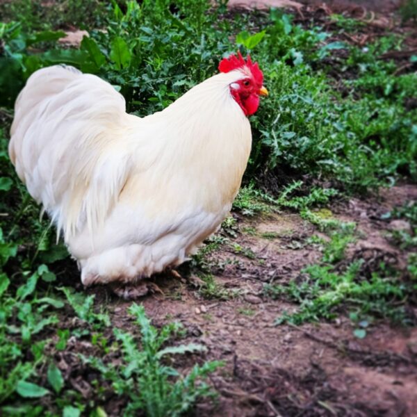 BANTAM DE PEKIN BLANCHE – Image 2