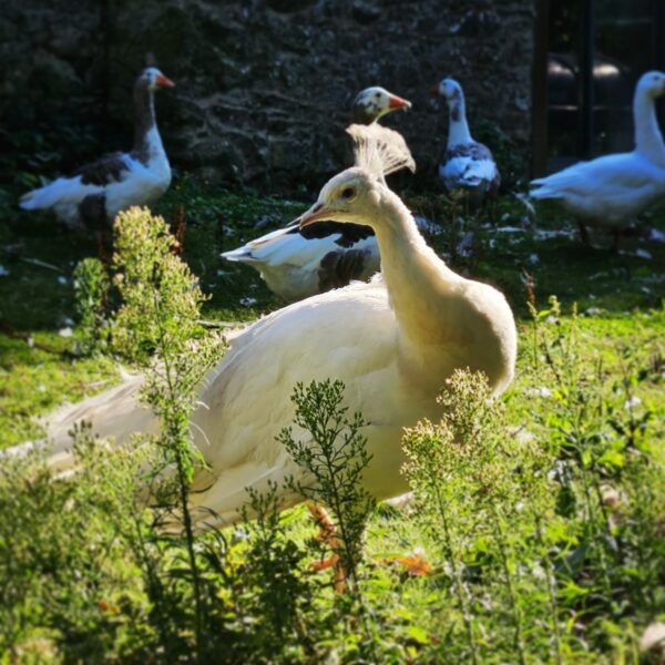 PAON BLANC – Image 3