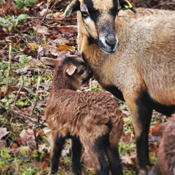 MOUTON DU CAMEROUN – Image 4