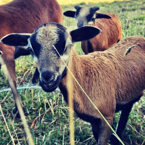 MOUTON DU CAMEROUN – Image 2