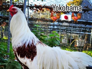 YOKOHAMA