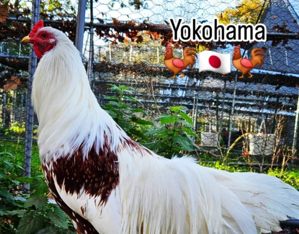YOKOHAMA
