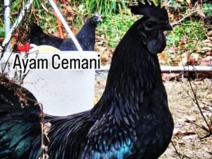 AYAM CEMANI