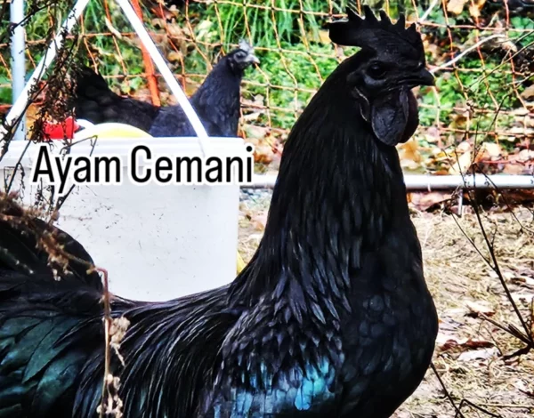 AYAM CEMANI