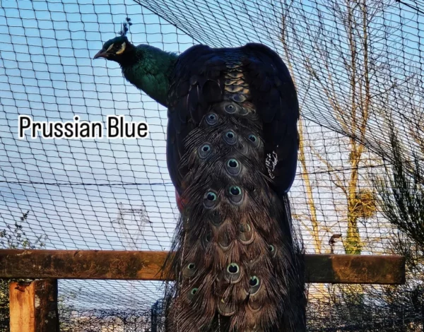PAON BLEU PRUSSIEN