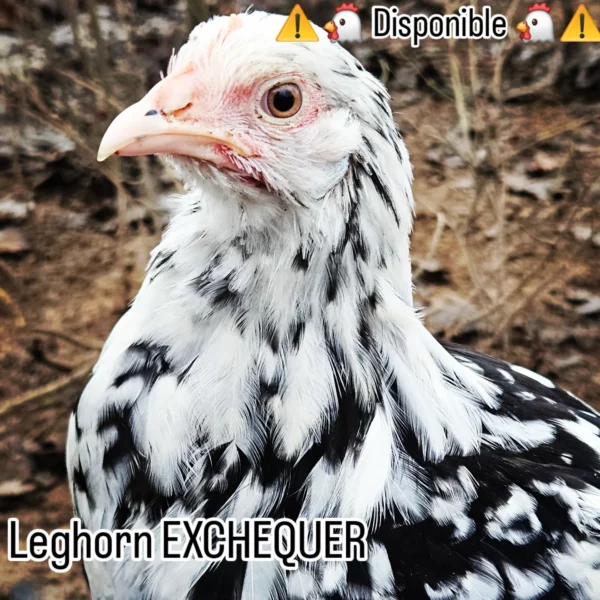 LEGHORN EXCHEQUER – Image 3
