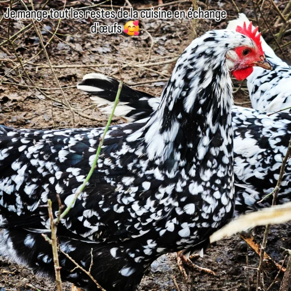LEGHORN EXCHEQUER – Image 2
