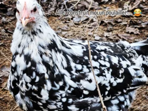 LEGHORN EXCHEQUER