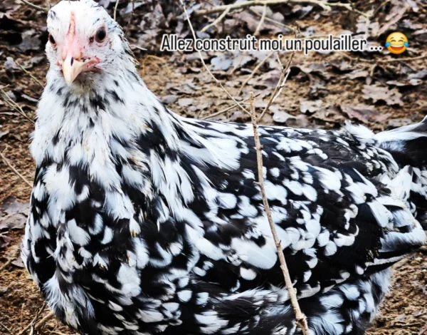 LEGHORN EXCHEQUER