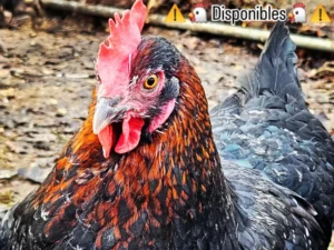 MARANS NOIRE CUIVREE