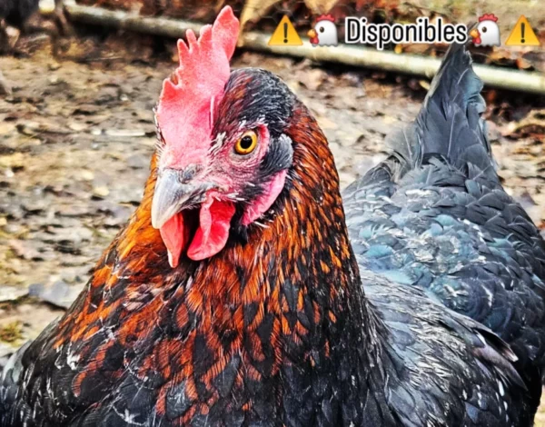 MARANS NOIRE CUIVREE