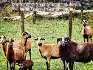 MOUTON DU CAMEROUN