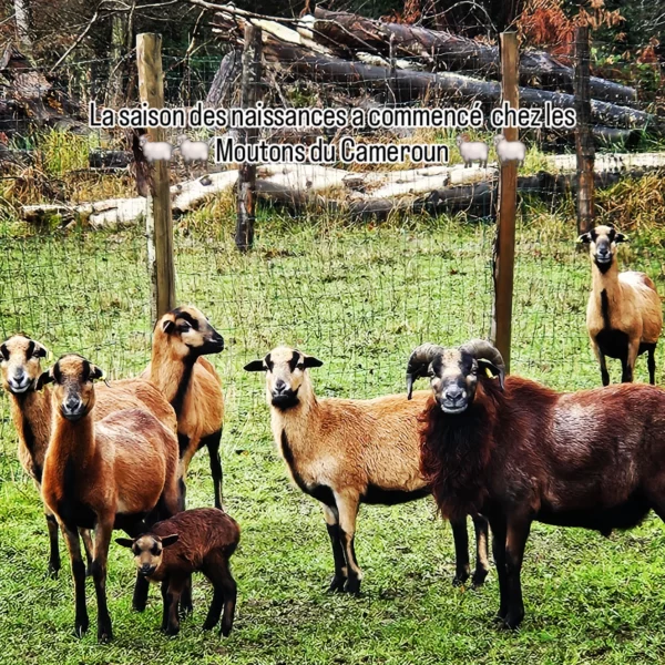 MOUTON DU CAMEROUN