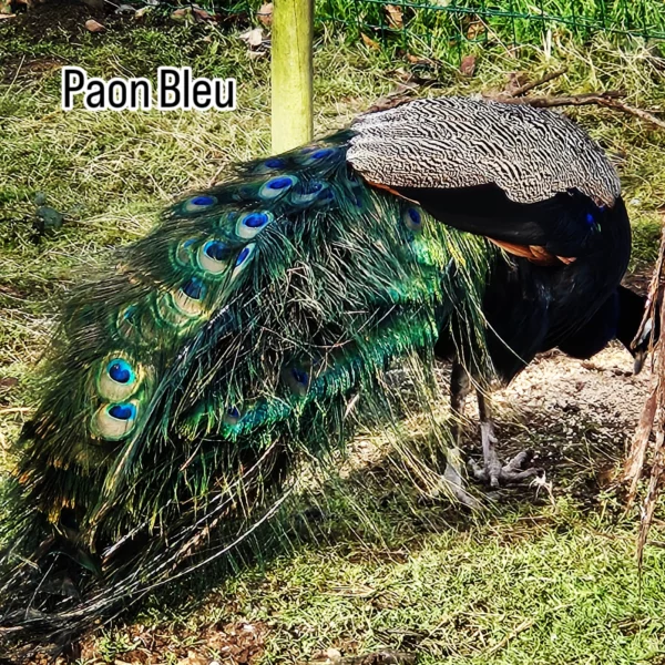 PAON BLEU – Image 2