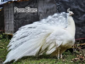 PAON BLANC