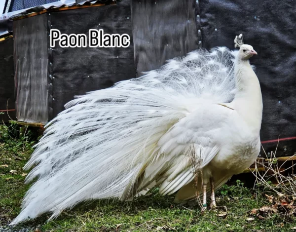 PAON BLANC