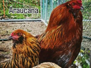 ARAUCANA