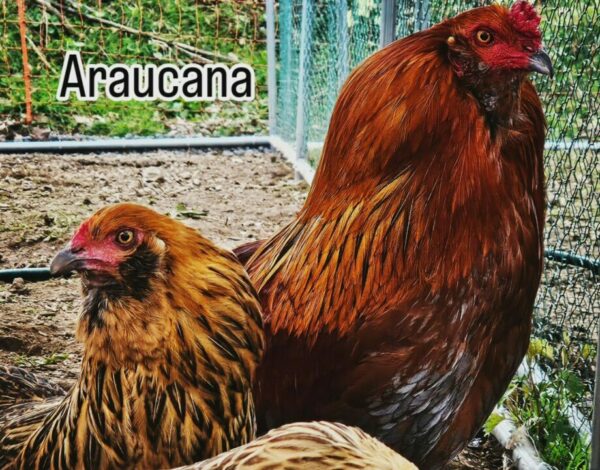 ARAUCANA