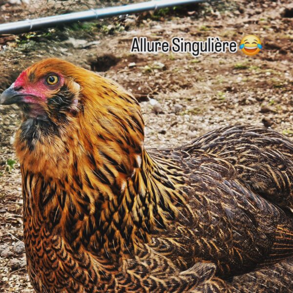 ARAUCANA – Image 3
