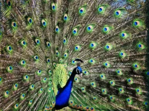 PAON BLEU
