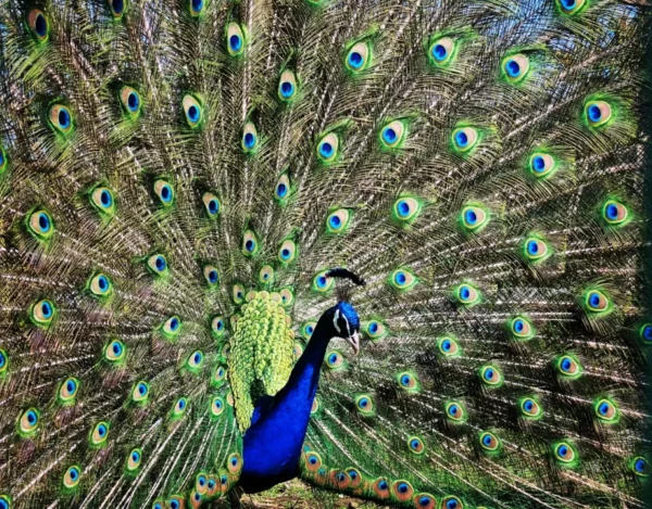 PAON BLEU