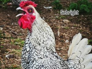 SEBRIGHT ARGENTEE
