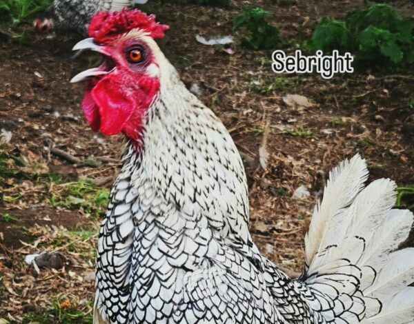 SEBRIGHT ARGENTEE