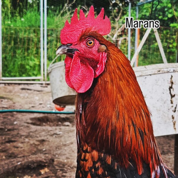MARANS NOIRE CUIVREE – Image 2