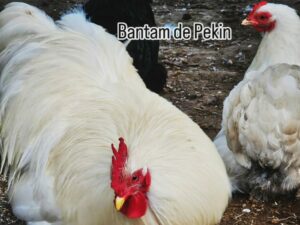 BANTAM DE PEKIN BLANCHE