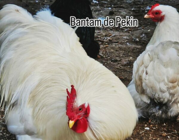 BANTAM DE PEKIN BLANCHE