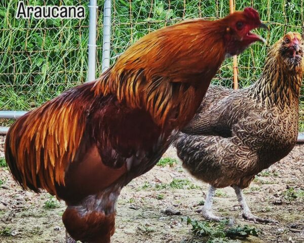 ARAUCANA – Image 2