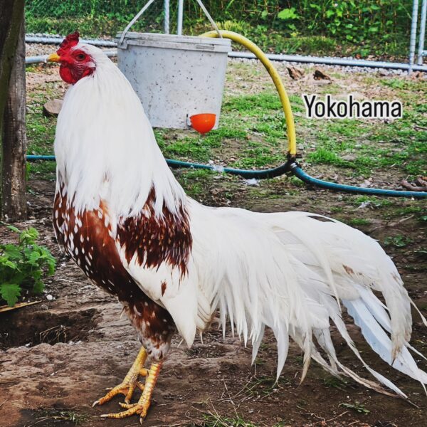 YOKOHAMA – Image 3