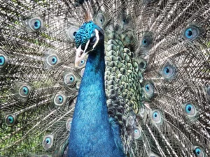 PAON BLEU PRUSSIEN