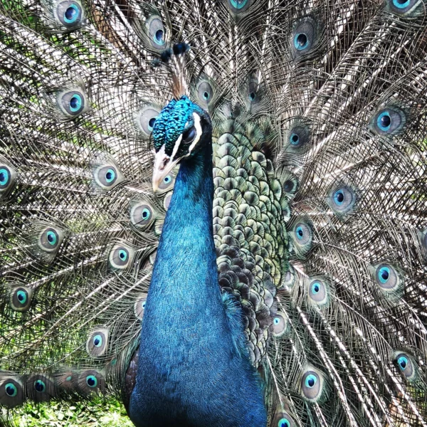 PAON BLEU PRUSSIEN – Image 2