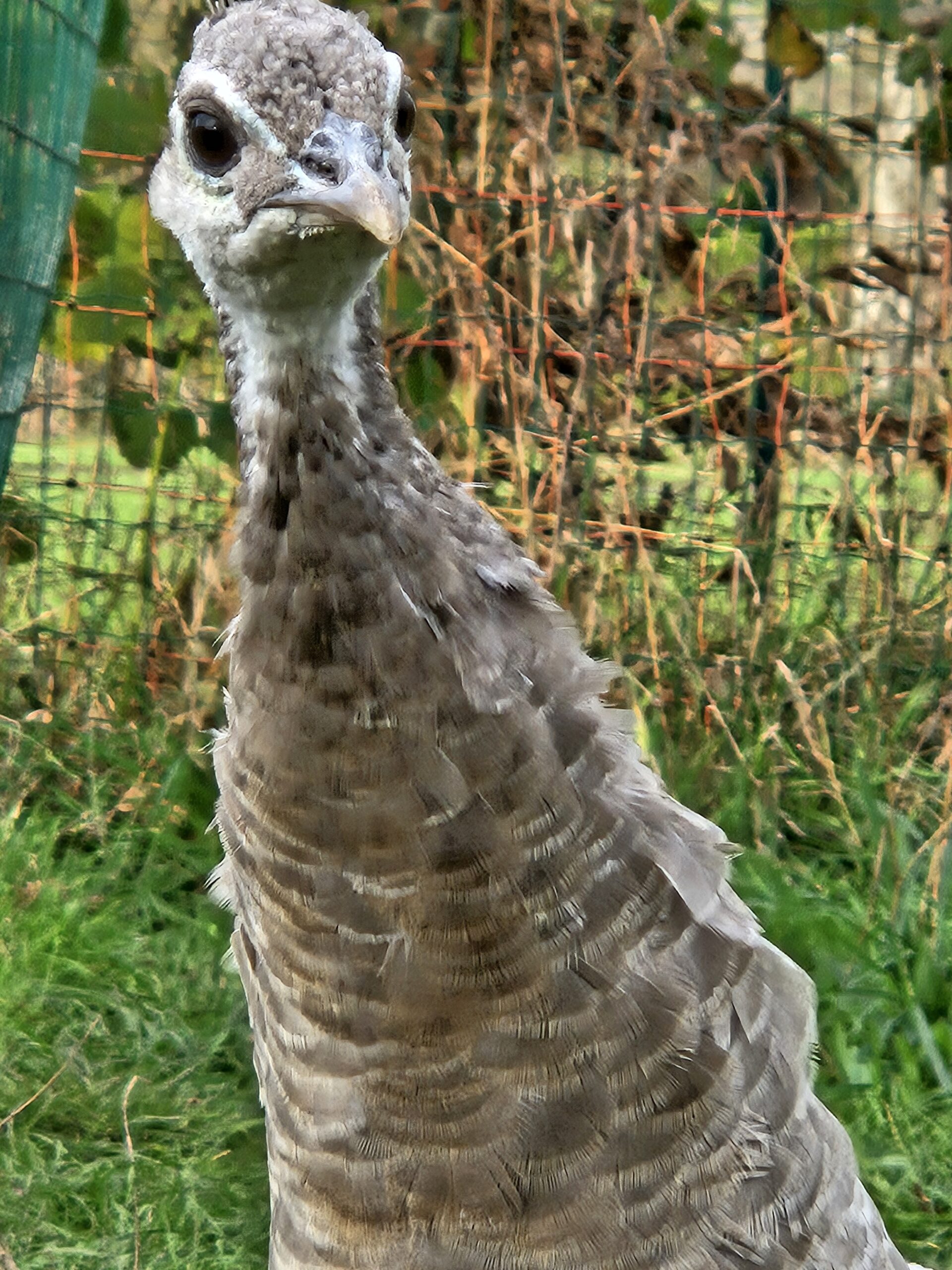 PAON OPALE – Image 3