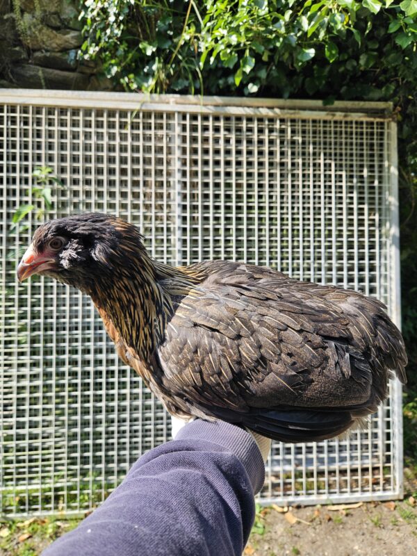 ARAUCANA – Image 5