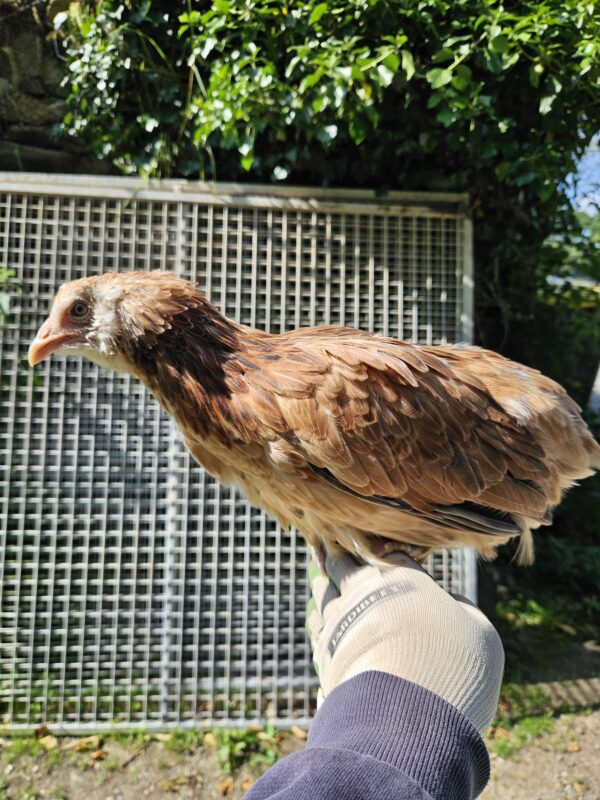 ARAUCANA – Image 6