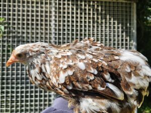 BANTAM DE PEKIN MILLE FLEURS