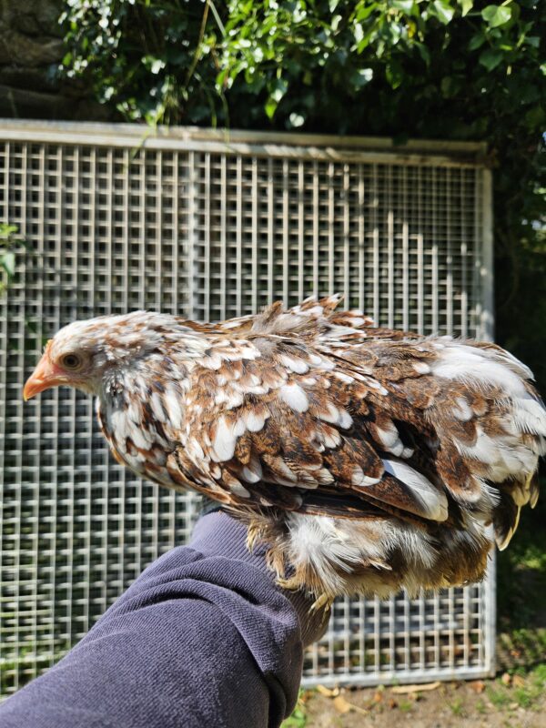 BANTAM DE PEKIN MILLE FLEURS