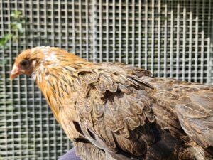 BANTAM DE PEKIN PERDRIX