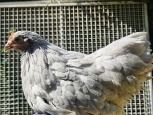 BANTAM DE PEKIN GRIS PERLE