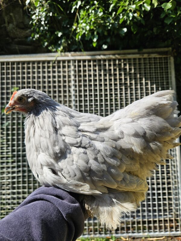 BANTAM DE PEKIN GRIS PERLE