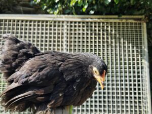 BANTAM DE PEKIN NOIRE