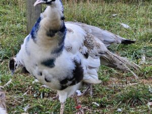 PAON BLEU SILVERPIED