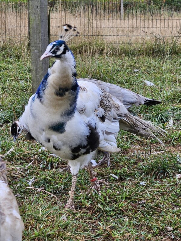 PAON BLEU SILVERPIED