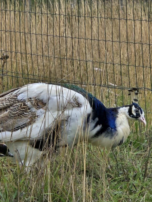 PAON BLEU SILVERPIED – Image 2