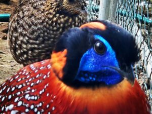 TRAGOPAN DE TEMMINCK